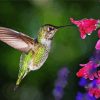 Hummingbird With Flowers paint by number