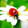 Ladybeetle White Flower paint by numbers