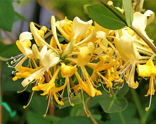 Light Yellow Honeysuckle paint by number