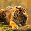 Lonely Tiger paint by numbers