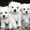 Maltese Puppies paint by number