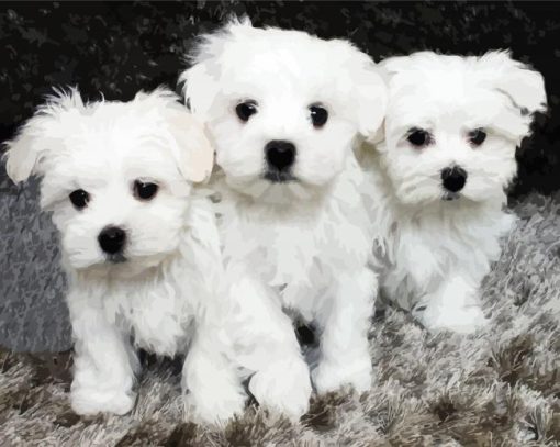 Maltese Puppies paint by number