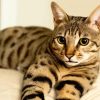 Mixed Savannah Cat paint by numbers