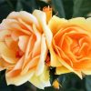 Orange Floribundas Flower paint by number