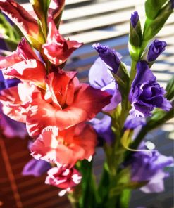 Peachy And Purple Gladiolas paint by number