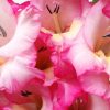 Pink Gladiola Flower paint by number
