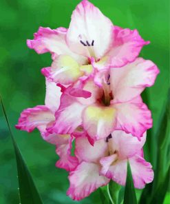 Pink Gladiola paint by number