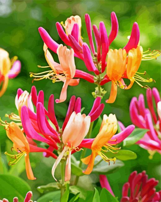 Pink Honeysuckles paint by number