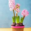 Pink Hyacinth paint by number