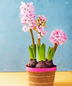 Pink Hyacinth paint by number