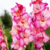 Pink And White Gladiola paint by number
