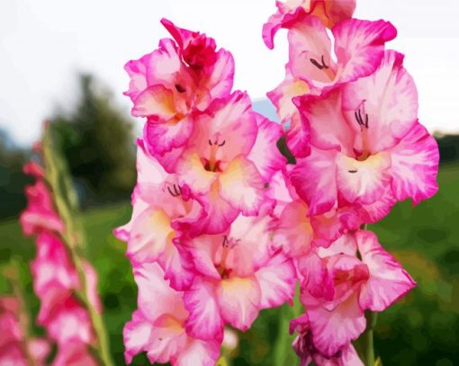 Pink And White Gladiola paint by number