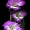 Purple Gladiola Flowers paint by number