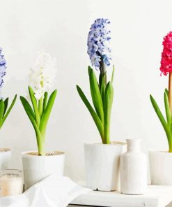 Soft Hyacinth paint by numbers