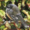 The New Zealand Fantail Bird paint by number