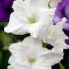 White Gladiola Flower paint by numbers