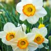 White Narcissus Flowers paint by numbers