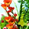 Yellow And Orange Gladiola paint by numbers