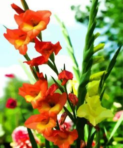 Yellow And Orange Gladiola paint by numbers