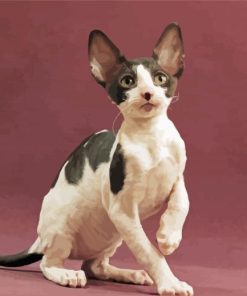 Adorable Cornish Rex Cat paint by number