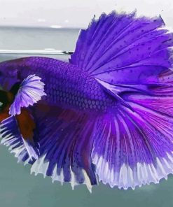 Aesthetic Purple Betta Fish paint by number