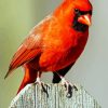 Aesthetic Red Northern Cardinal Bird paint by number