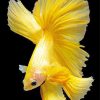 Aesthetic Yellow Betta Fish paint by number