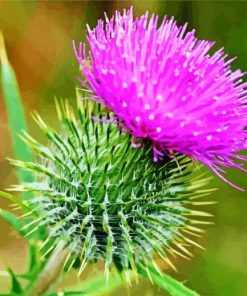 Aesthetic Thistle Flowering Plant paint by number
