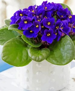 African Violets paint by number