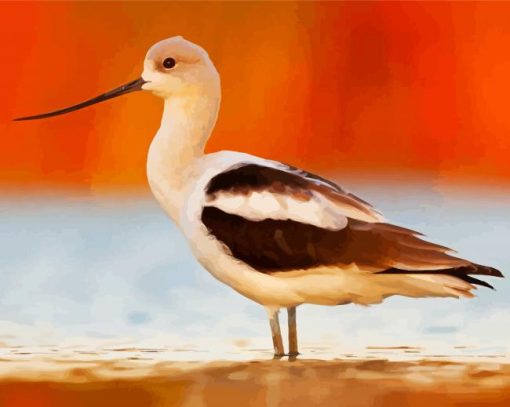American Avocet Bird paint by number