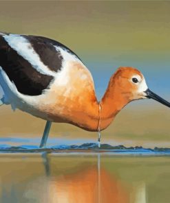American Avocet paint by number