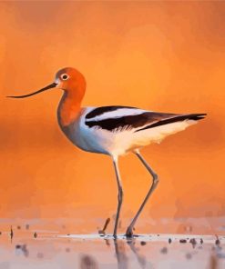 American Avocets paint by number