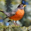 American Robin paint by number