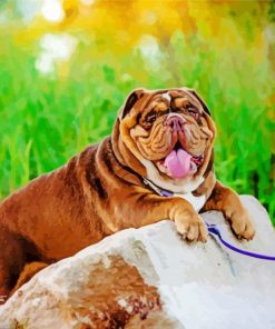 Aussie Bulldogs Dog paint by number