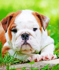 Australian Bulldog Puppy paint by number