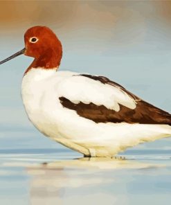 Avocet Birds paint by number