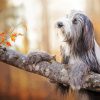 Bearded Collie Dog paint by number