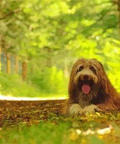 Bearded Collie In Forest paint by number