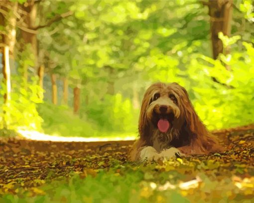 Bearded Collie In Forest paint by number