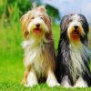 Bearded Collie Puppies paint by number
