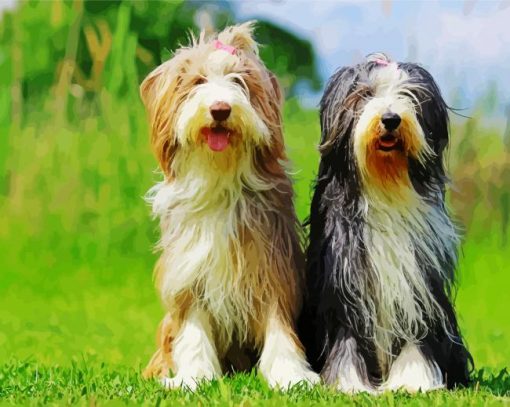 Bearded Collie Puppies paint by number