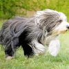 Bearded Collie Puppy paint by number