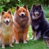 Beautiful Eurasier Puppies paint by number