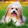 Beautiful Lhasa Apso Dog paint by number