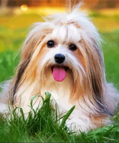 Beautiful Lhasa Apso Dog paint by number