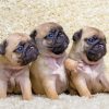 Beautiful Pug Puppies paint by number