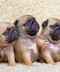 Beautiful Pug Puppies paint by number