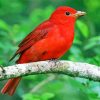 Beautiful Red Birds paint by number