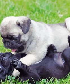 Black And Fawn Pug Puppies paint by number