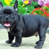 Black French Bulldog Dog paint by number